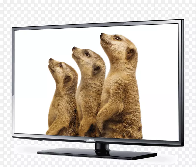 LG DIRE电视机食肉望远镜-猫鼬