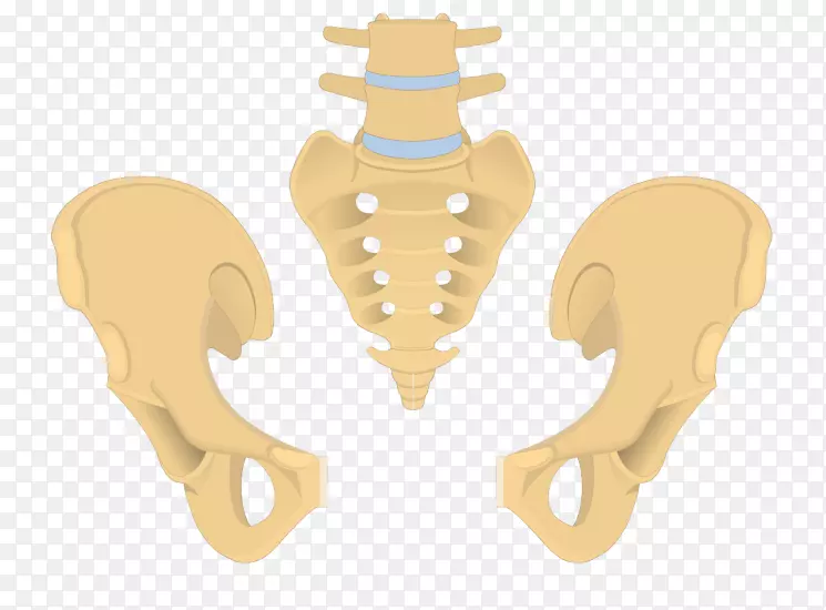 髋骨尾骨骶骨骨盆