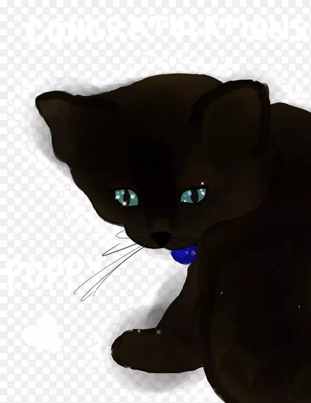 黑猫须家养短毛猫鼻猫