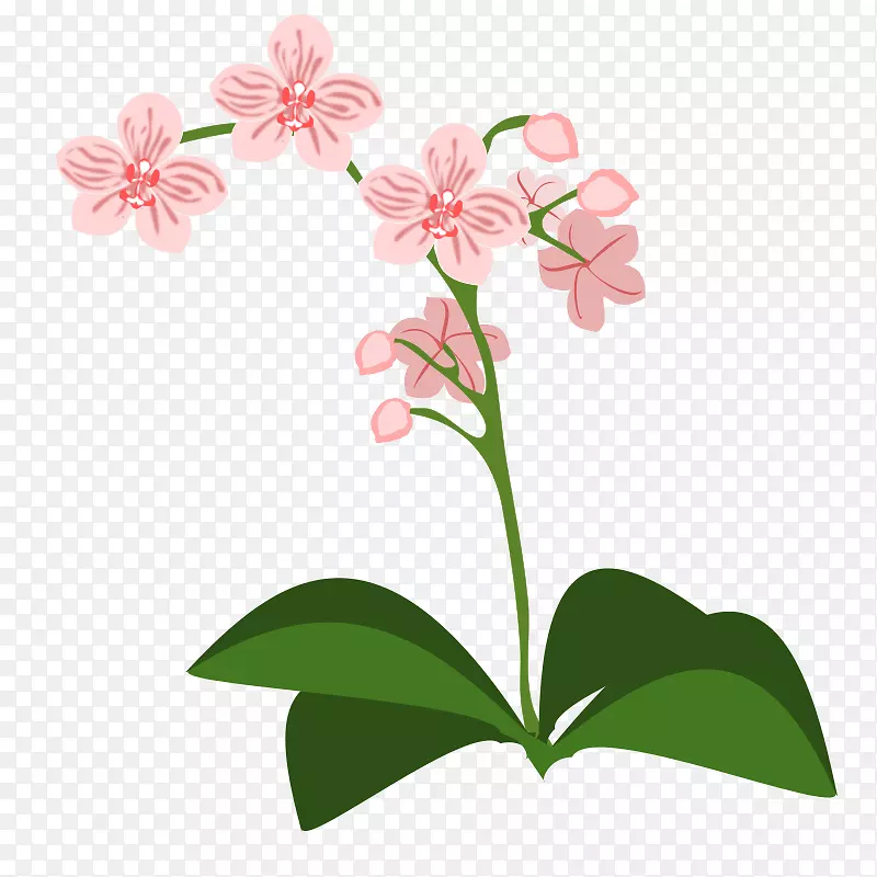 兰花剪贴画-植物边界
