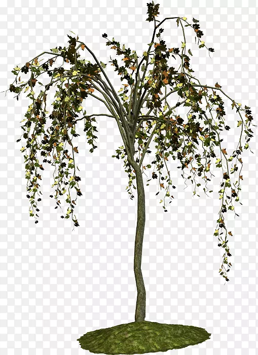 植物茎桦树
