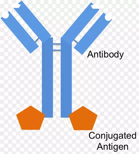抗体表位片段抗原结合b细胞单克隆抗体的制备
