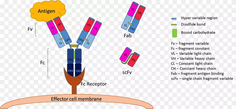 单克隆抗体单链可变片段抗原结合单克隆抗体的制备