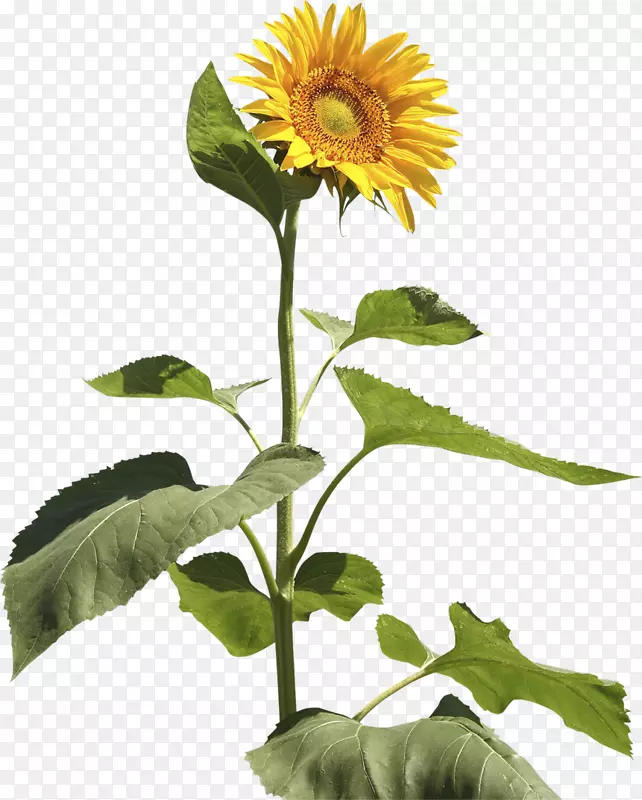 向日葵种子一年生植物茎-太阳花