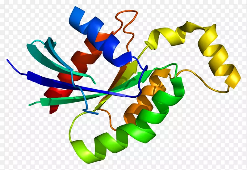 gtp酶基因g蛋白的Rhod Rho家族