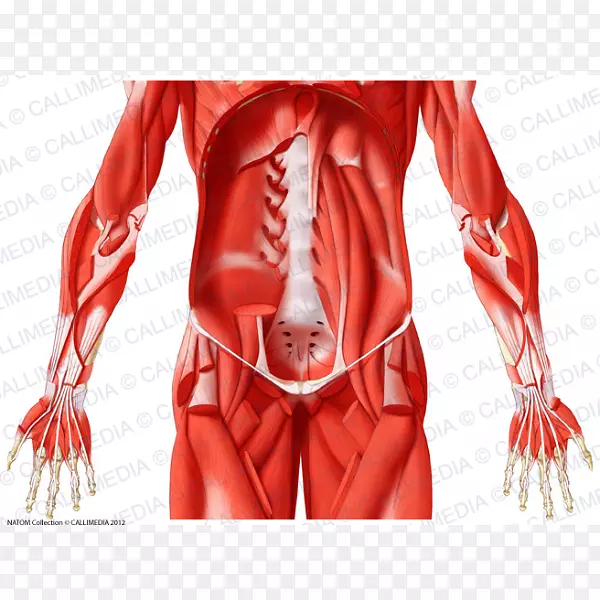 臀部肌肉图解剖肌腱解剖-腹部解剖