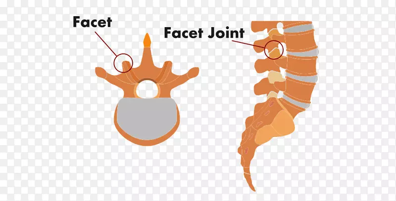 尾骨尾椎，脊柱，腰椎贝洛视野-下腰痛