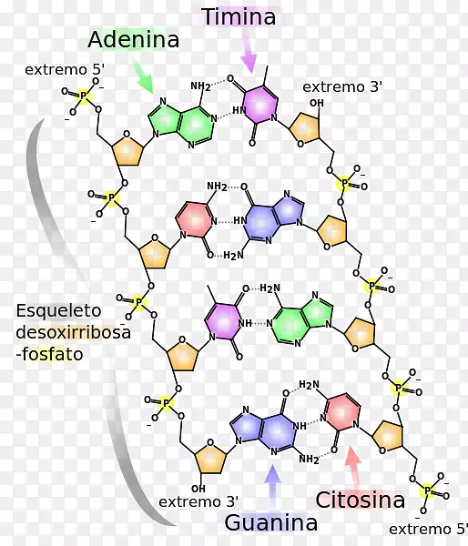 双螺旋：发现核酸dna分子结构的个人记述：脱氧核糖核酸的结构-分子核酸结构-科学