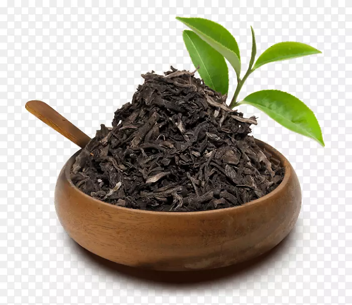 乌溪猫爪茶白茶茶树