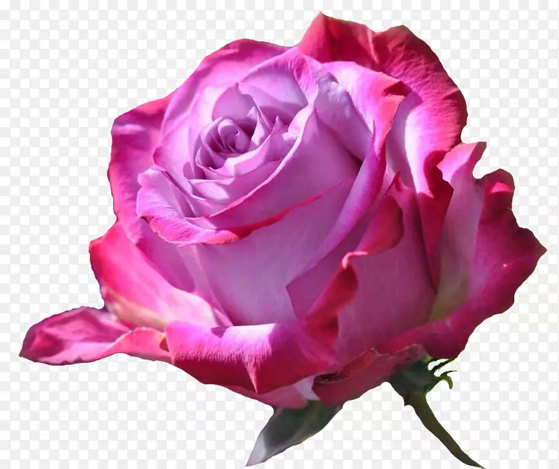 神奇的花朵自然玫瑰桌面壁纸-花