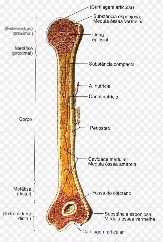 长骨解剖骨质学骨干