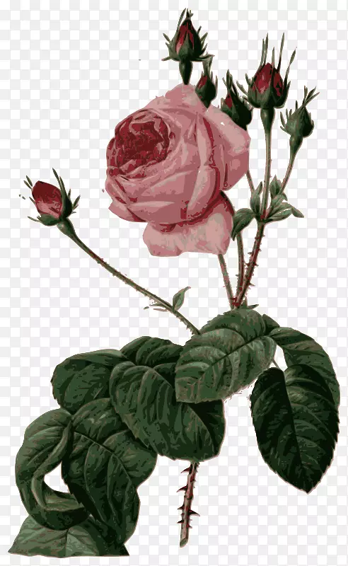 玫瑰皮埃尔-约瑟夫·雷德(1759-1840)卷心菜玫瑰
