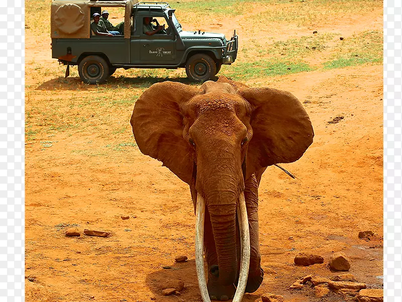 印度象，非洲象，大象保护区，大象，象牙