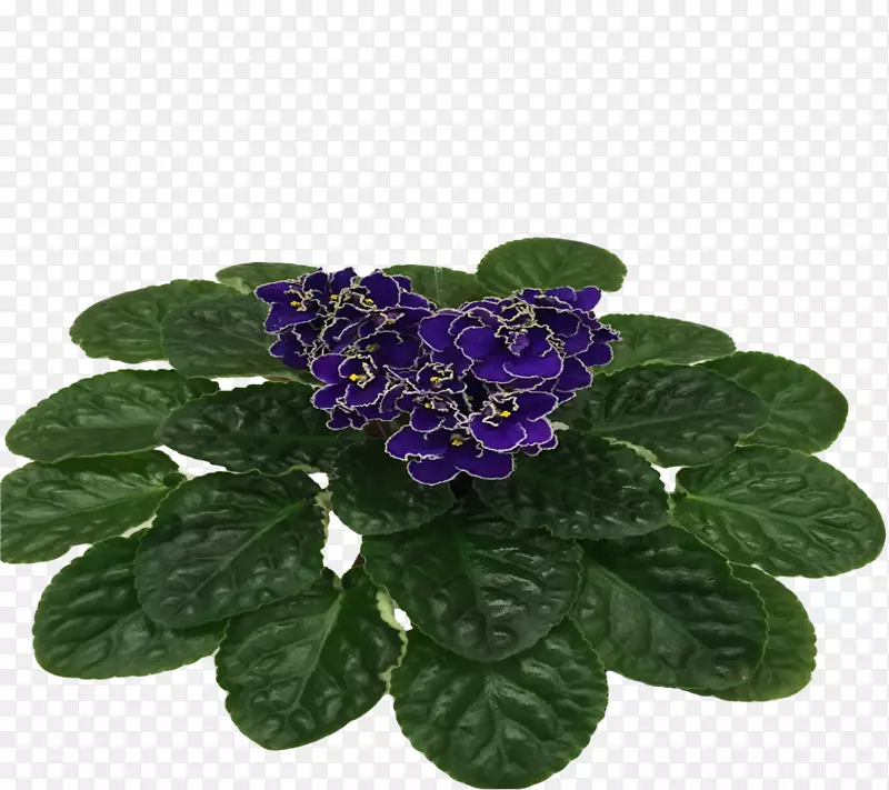 花盆-紫罗兰波