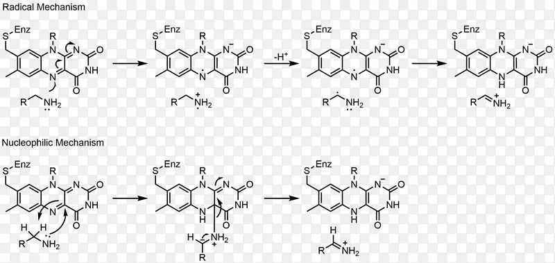 黄素腺嘌呤二核苷酸Flavin组黄蛋白氧化还原单胺氧化酶