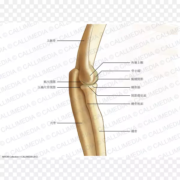 拇指肘骨肱骨关节.桡骨结节