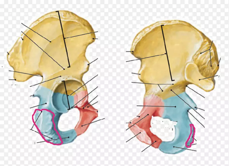 人体解剖髋骨耻骨下支-桡骨结节