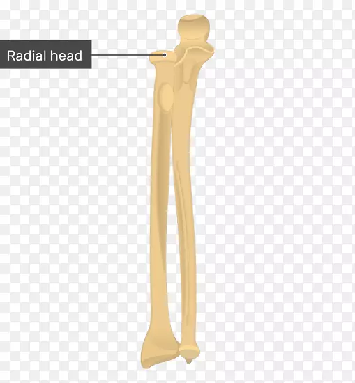 尺骨桡骨解剖桡骨结节臂
