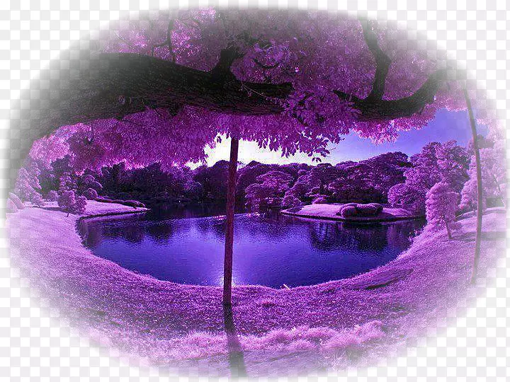 自然景观紫罗兰色