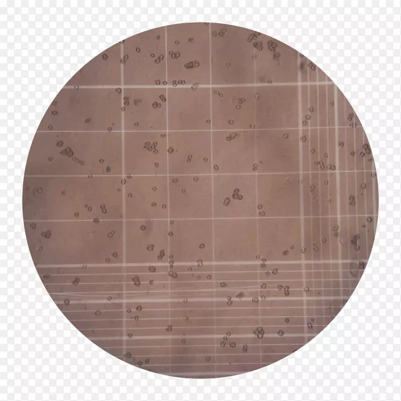 胶原酶溶组织梭菌细胞组织胶合板