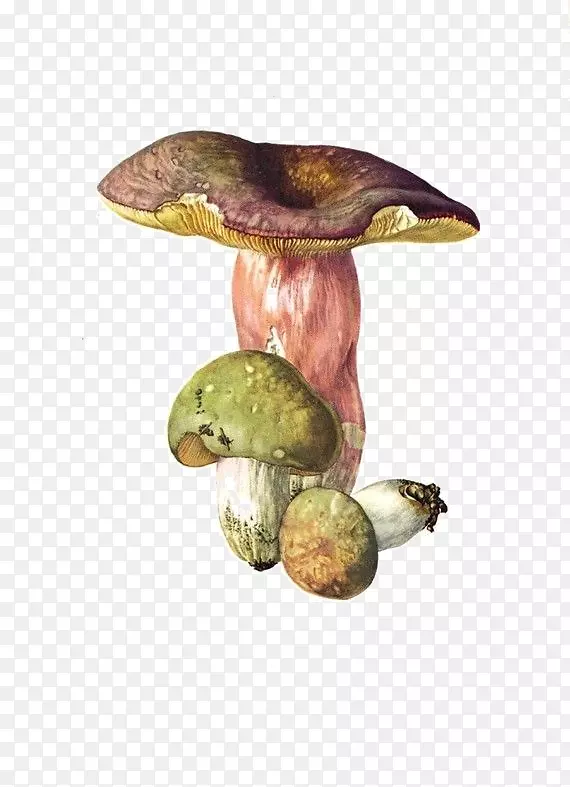 食用菌russula virescens russula vesca russula ochroleuca russula氰oxantha-蘑菇