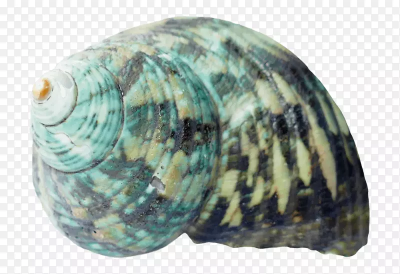 海蛤海螺