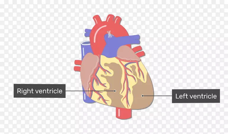 血管大血管心脏循环系统-心脏