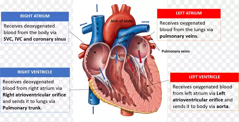 心脏瓣膜图解剖心脏腔-心脏