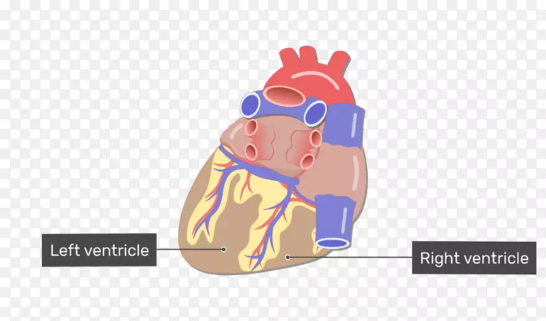 血管心脏解剖循环系统-心脏