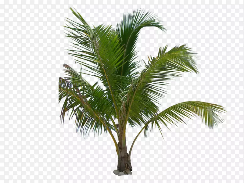 槟榔科墨西哥扇棕榈树椰子树