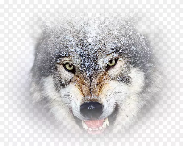 巴塞特猎犬桌面壁纸土狼大脑游戏动物展示分辨率-蒙古狼