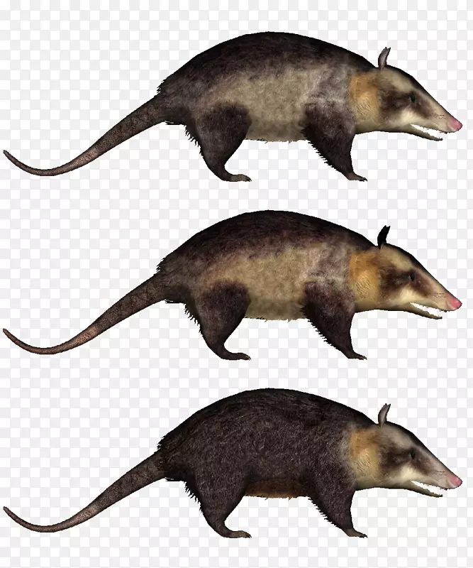 动物园大亨2只普通负鼠，弗吉尼亚负鼠，小负鼠-普通负鼠