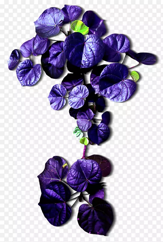 切花紫叶