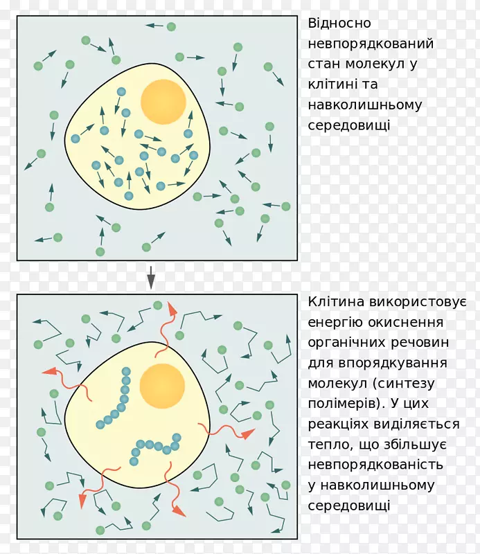 细胞分子生物学基本细胞生物学有机体热力学工作