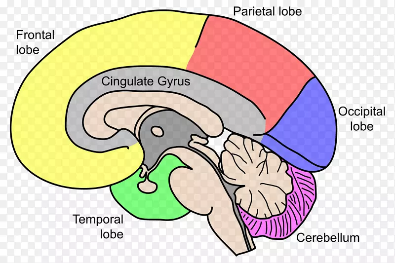人脑中枢神经系统解剖-脑