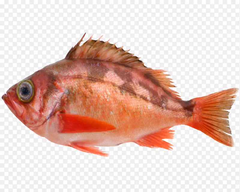 北红笛鲷鱼产品红海鸟罗非鱼09777-马鲁科