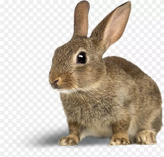 欧洲兔新西兰白兔