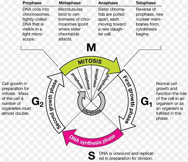 有丝分裂细胞周期中期DNA复制-细胞生物学
