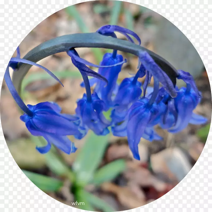 百里香野花-蓝铃