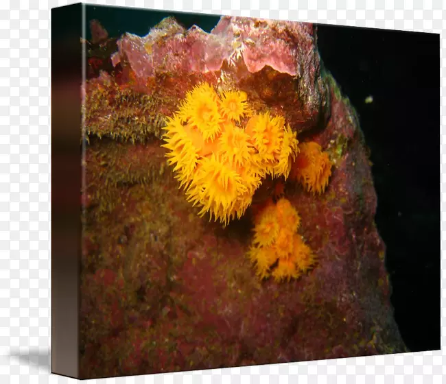 珊瑚静物菊花-海葵