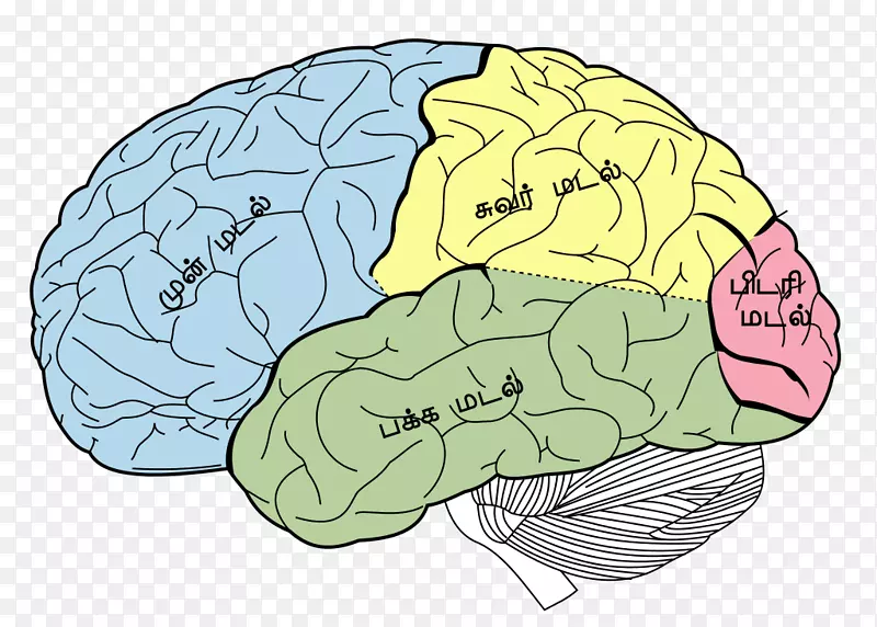 脑顶叶、额叶、颞叶-脑