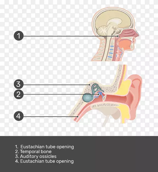 咽鼓管中耳咽部解剖.耳试验
