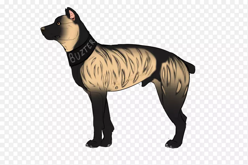 大丹犬繁殖非体育团体(狗)皮带-皮托犬