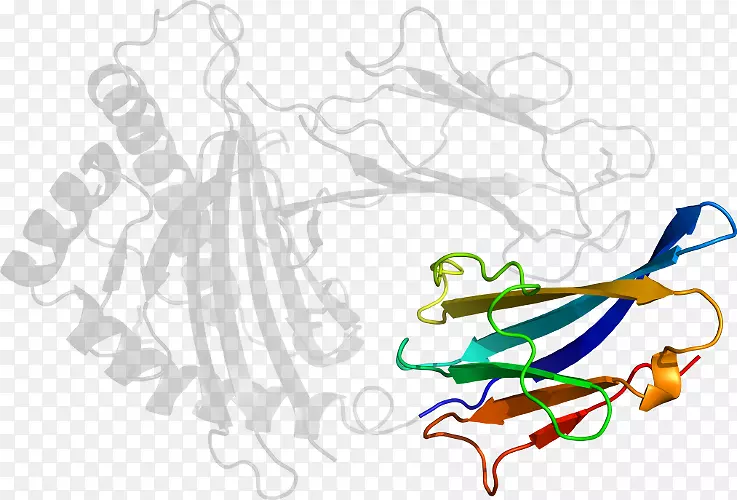 β-2微球蛋白剪辑艺术-β2微球蛋白