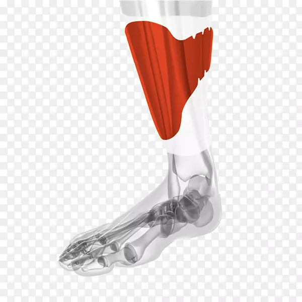 胫骨保护擦伤骨折关节胫骨-小腿护具