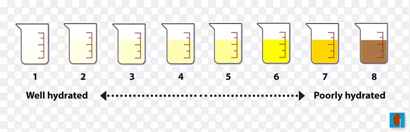 脱水饮食，肾脏水潴留，尿崩症-尿试验