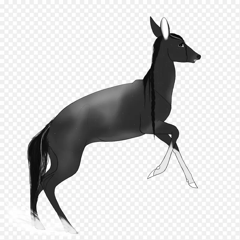 意大利灰狗鞭子西班牙灰狗品种-鹿