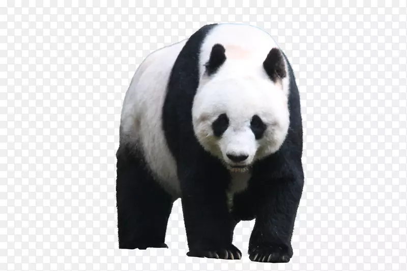 大熊猫汉密尔顿第70届托尼奖音乐剧-大熊猫的脸