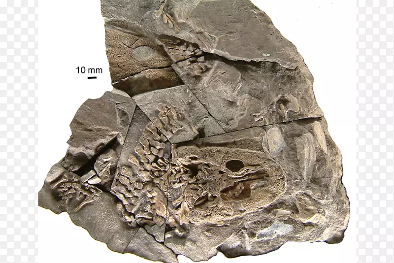 棘骨藻化石