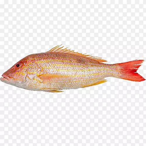 北红鱼产品09777油鱼三文鱼-贝鱼